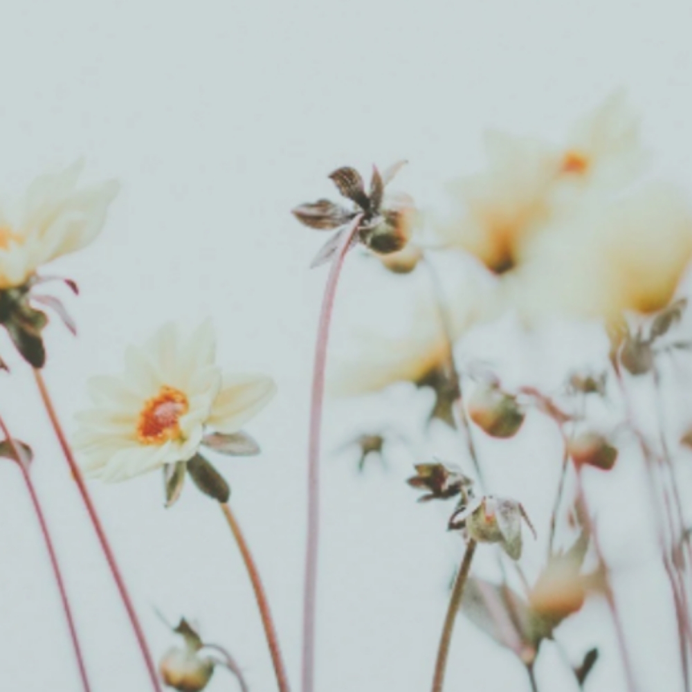 Partial Foil at Oxford&Mane in Oxford, NC