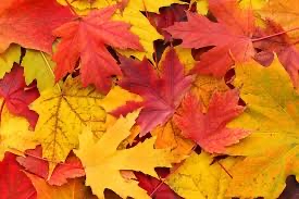 Fall Highlight/lowlight Special