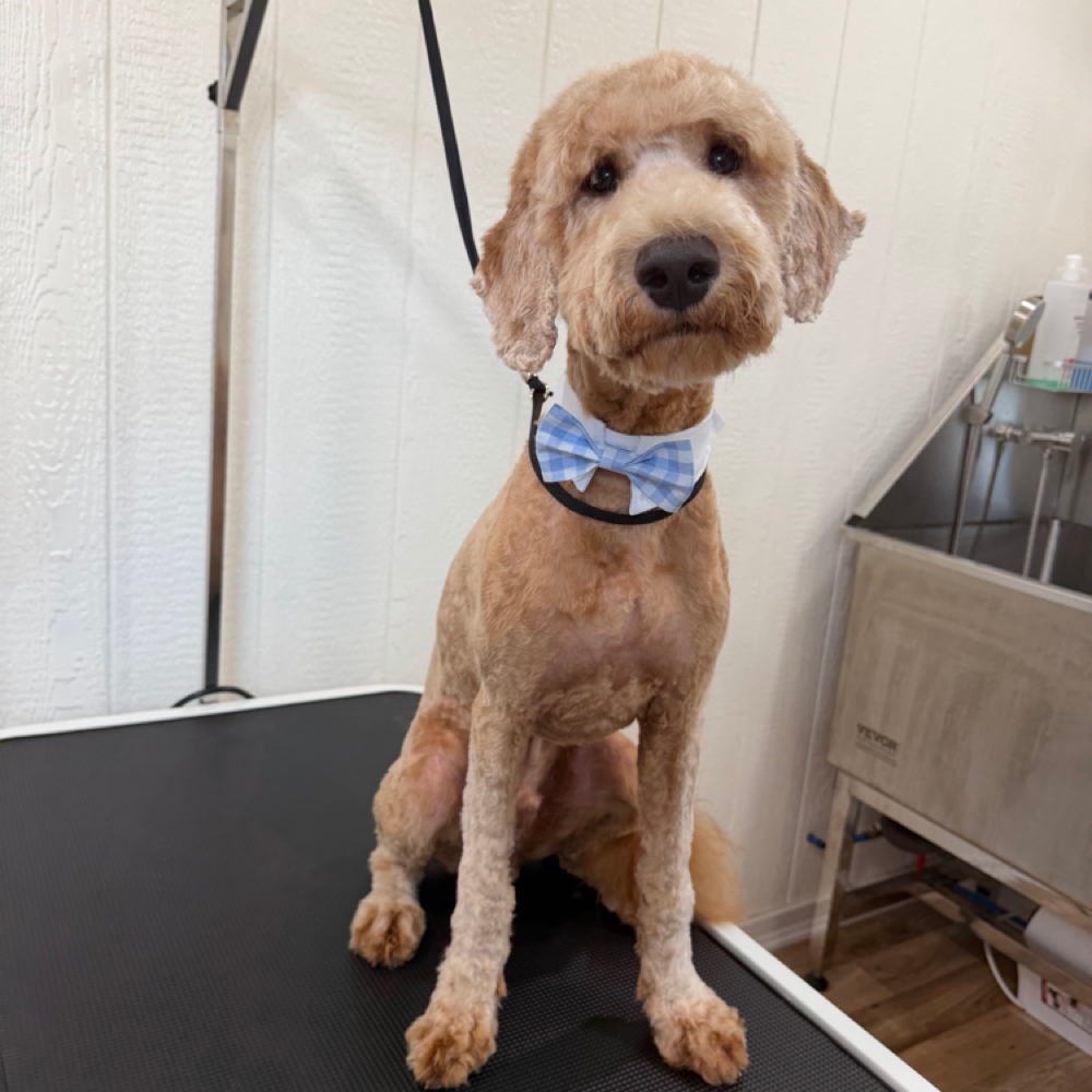 PRESHAVE at Wagnolia Grooming Studio in Weslaco, TX