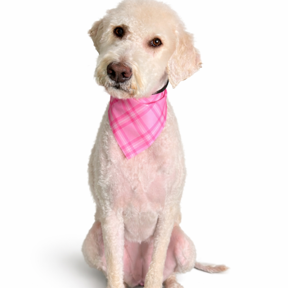 Shave Down (Matted Dog) at 5 Star Pawz Llc in cartersville, GA