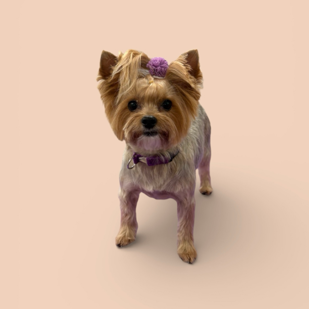 0-19 Lbs Haircut- Full Service at The Pet BOOtique in Carrollton, TX