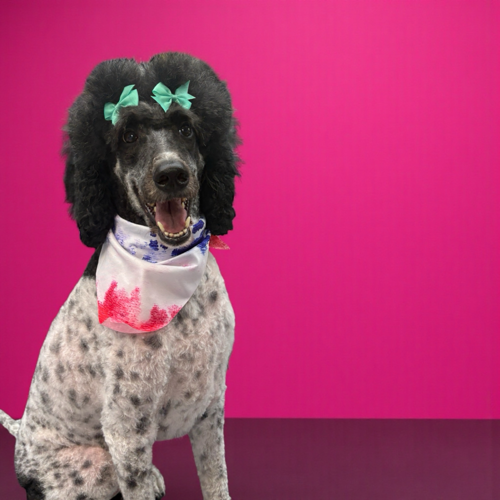 Doodle/ Poodle Groom