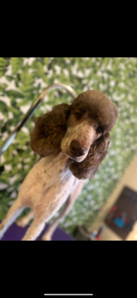 Large- Full Groom
