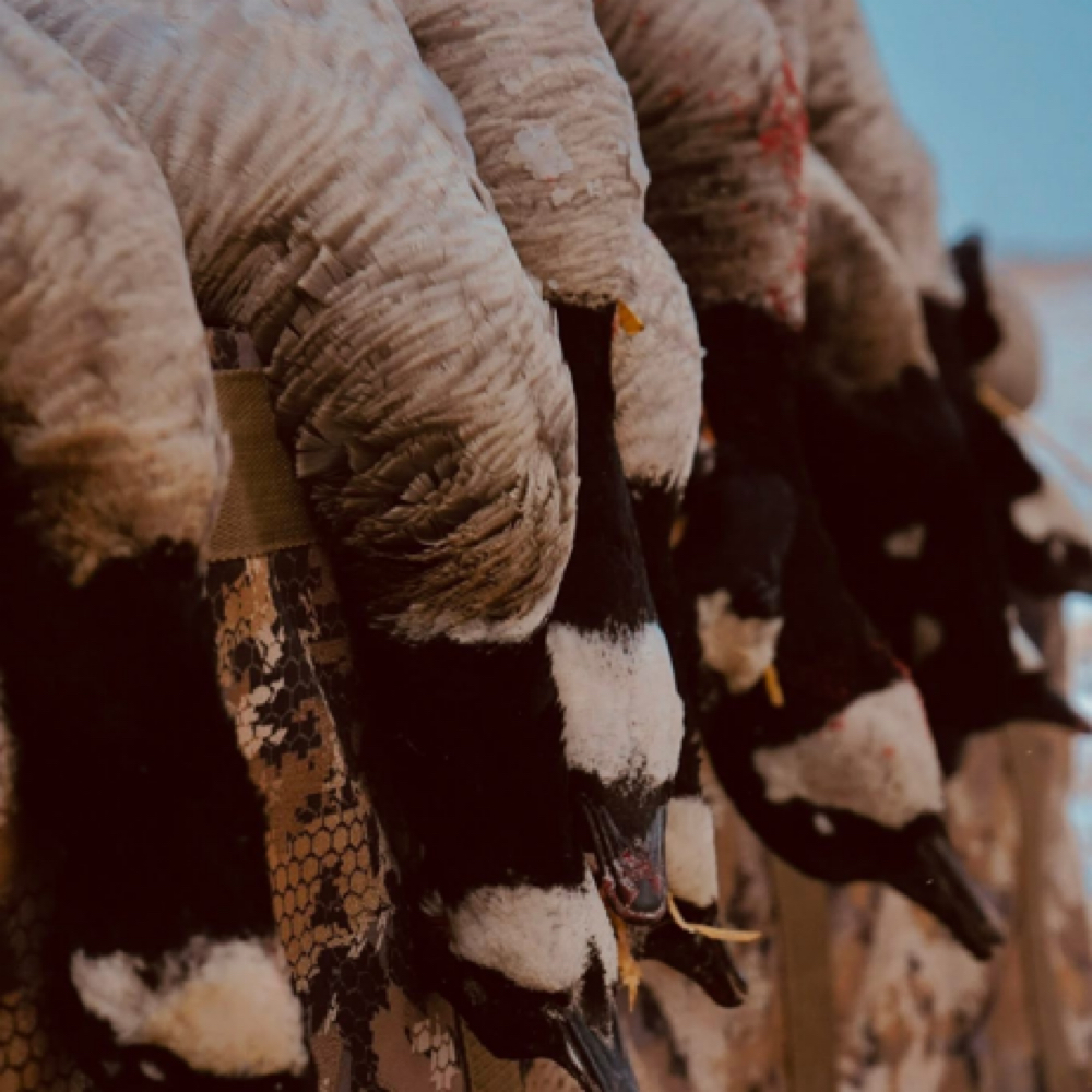 2 Day 3 Night Waterfowl Hunt at Open Sky Outfitters in Scottsbluff, NE