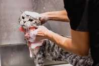 Cat Full Groom