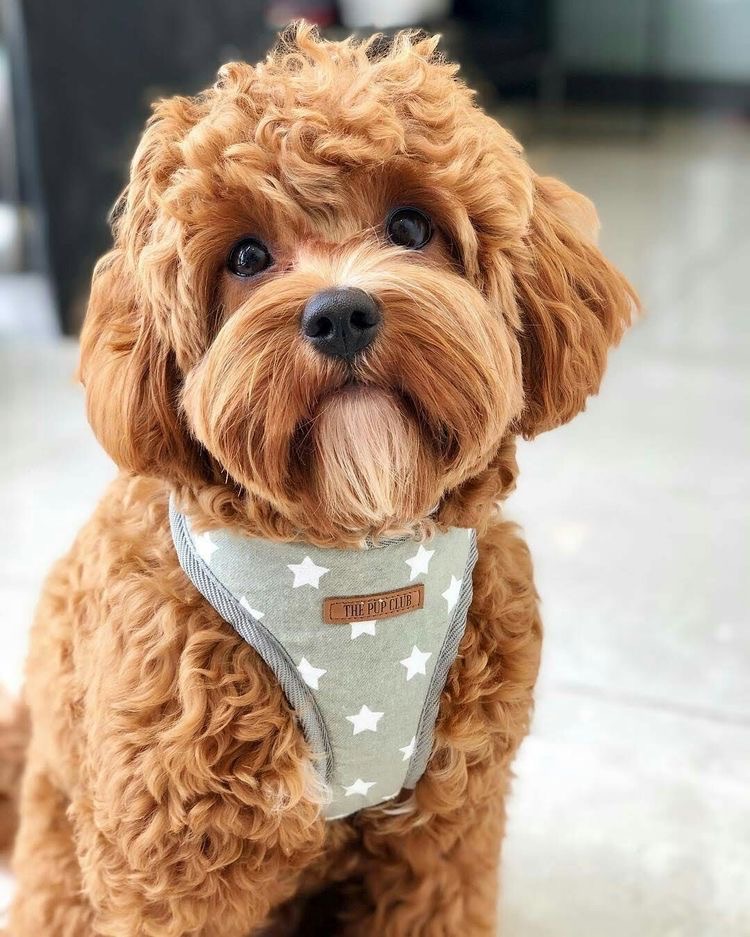 Cavapoo - Bath & Fluff