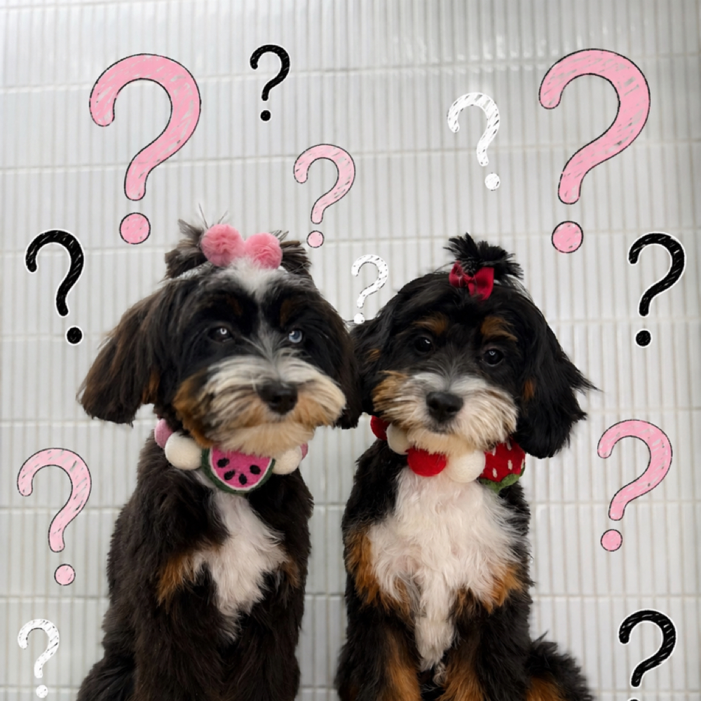 Not Sure What To Book! at The Shiny Puppy LLC in Royse City, TX