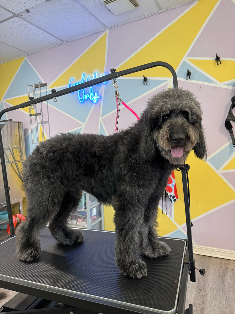 XL Groom ✂️🫧
