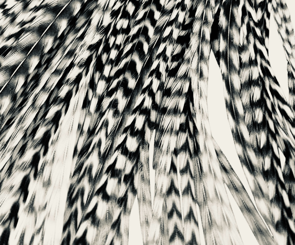 Feathers