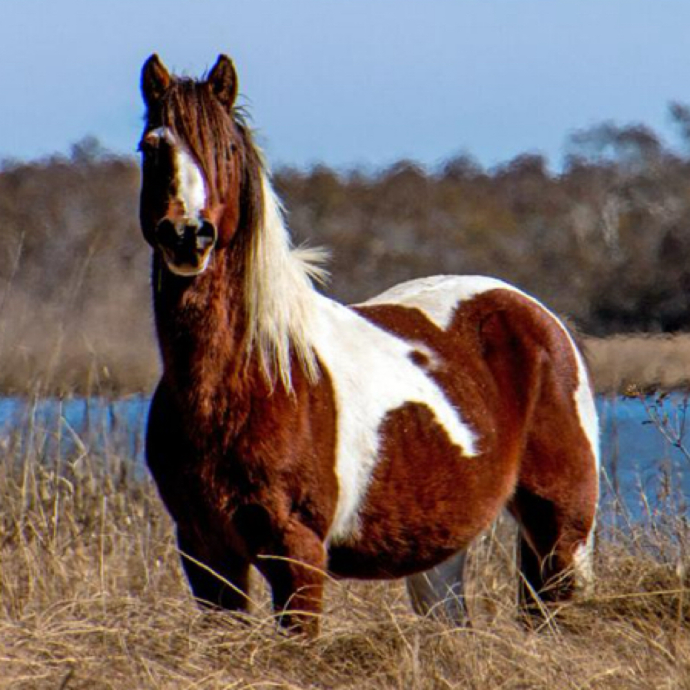 Chincoteague Pony Gel Mani at Fernznails in Visalia, CA