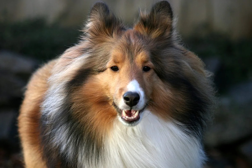 Shetland Sheepdog Bath