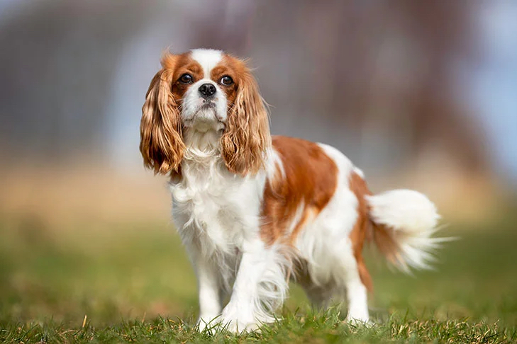 Cavalier Full Groom