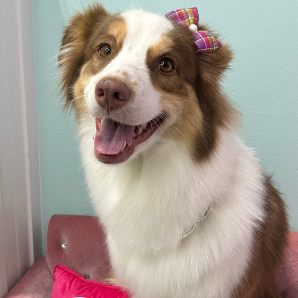 Medium Doggy Full Haircut at Dog grooming by loreena and spa in Charlotte, NC