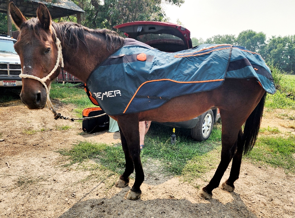 Equine Comprehensive Session