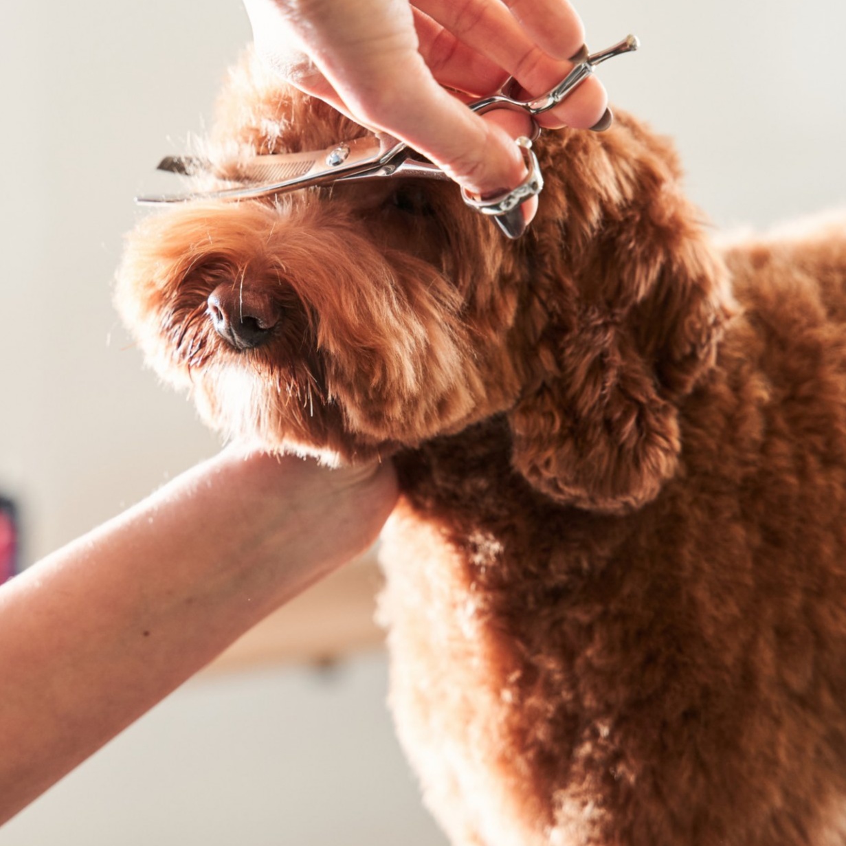 Med Dog Haircut (up to 45lbs) at Pitzers Paws Grooming in live oak, FL