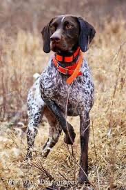 German Shorthaired Pointer  Bath