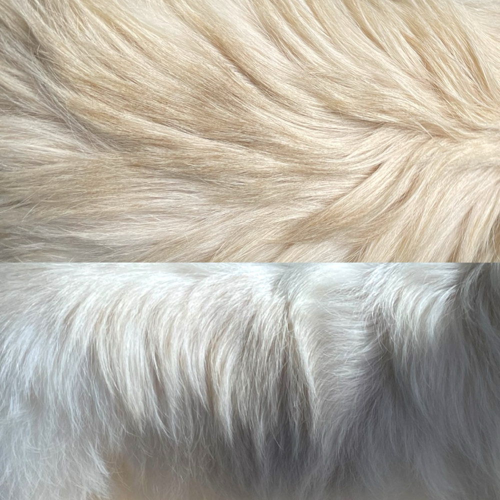 Whitening shampoo Treatment