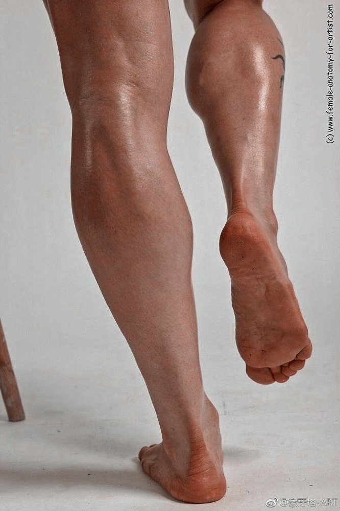 Half Leg (Upper/Lower)