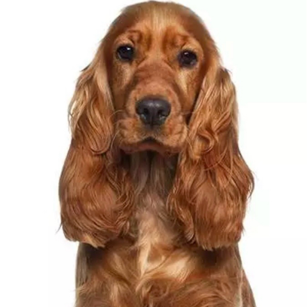 Cocker Spaniel/Cockapoo at Saltypaw Dog Grooming in Kalama, WA