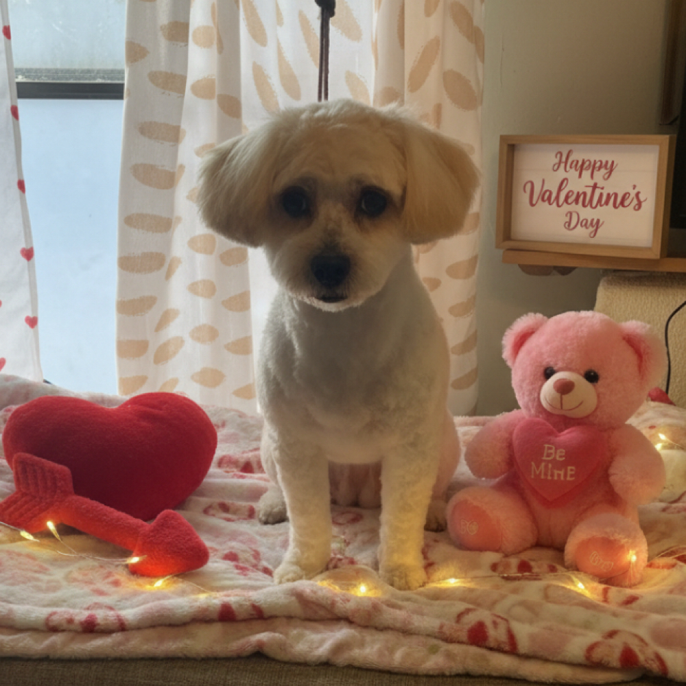 Full service groom at Theresa M. Holtz in Litchfield, MN