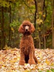 Standard Poodle Full Groom