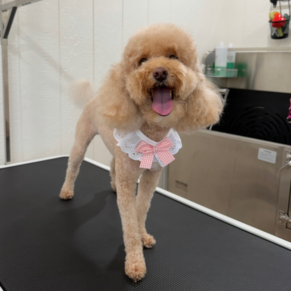 Small/Medium DOODLE Bath at Wagnolia Grooming Studio in Weslaco, TX