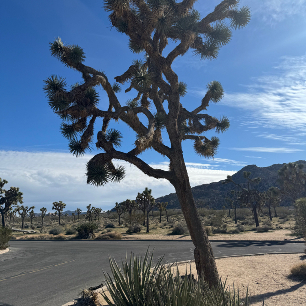 Brow Tinting at Indigo Salon @ Beaumont in Lexington, KY