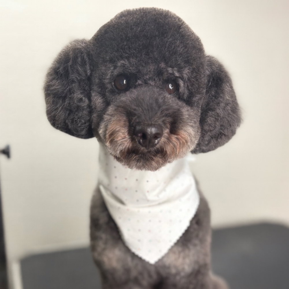 Mini Groom at The Shiny Puppy LLC in Royse City, TX