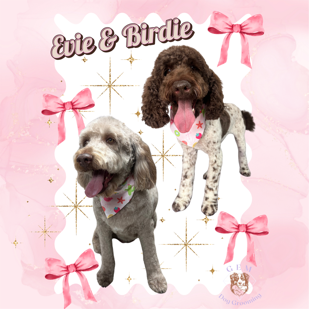Doodles/Poodles•Full Service Groom at GEM Dog Grooming in Pecos, TX