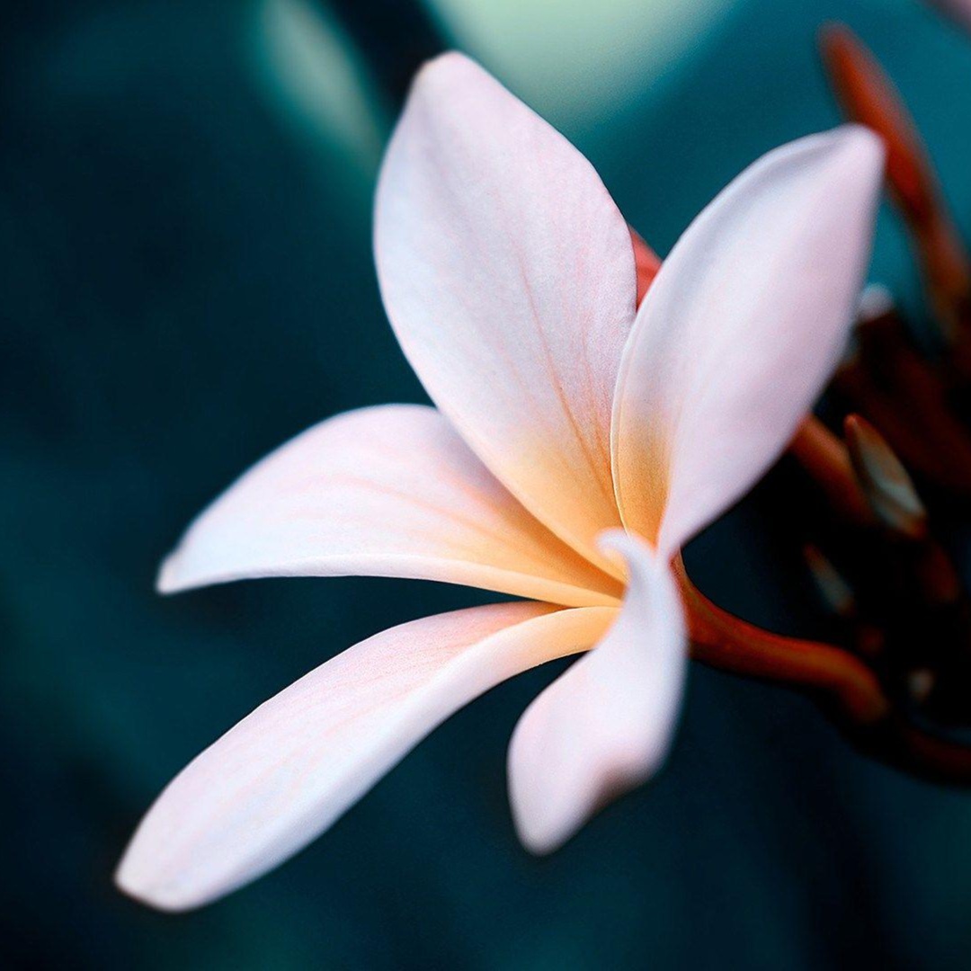 120 Minute Massage at Maluhia Massage Studio in Littleton, CO