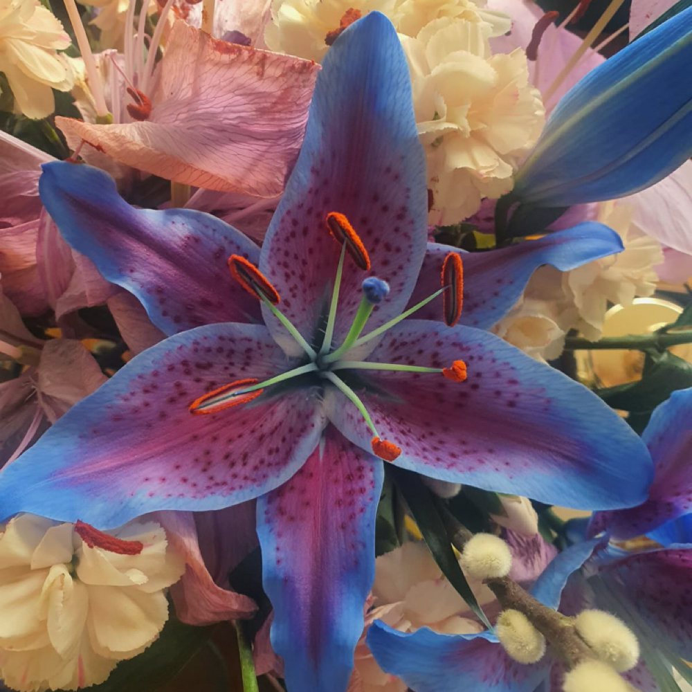 frenchie PER TOE at SoHo Nail Lab in Fayetteville, NC