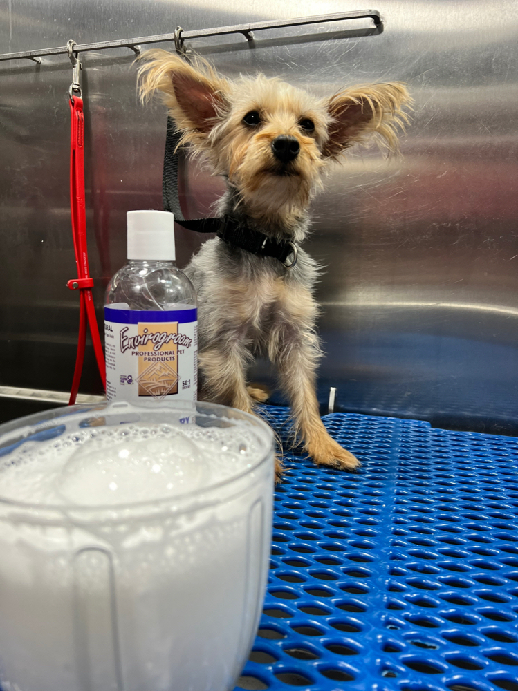 Medicated Pupparazzi Treatment