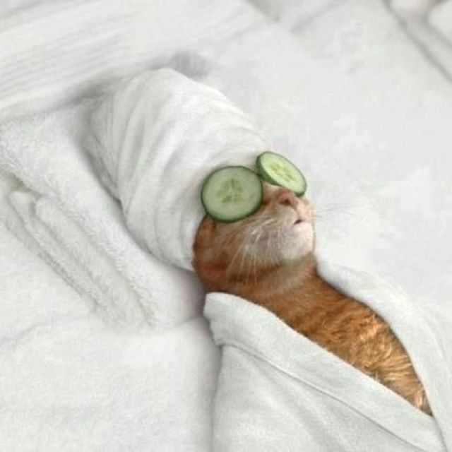 Cat Nap