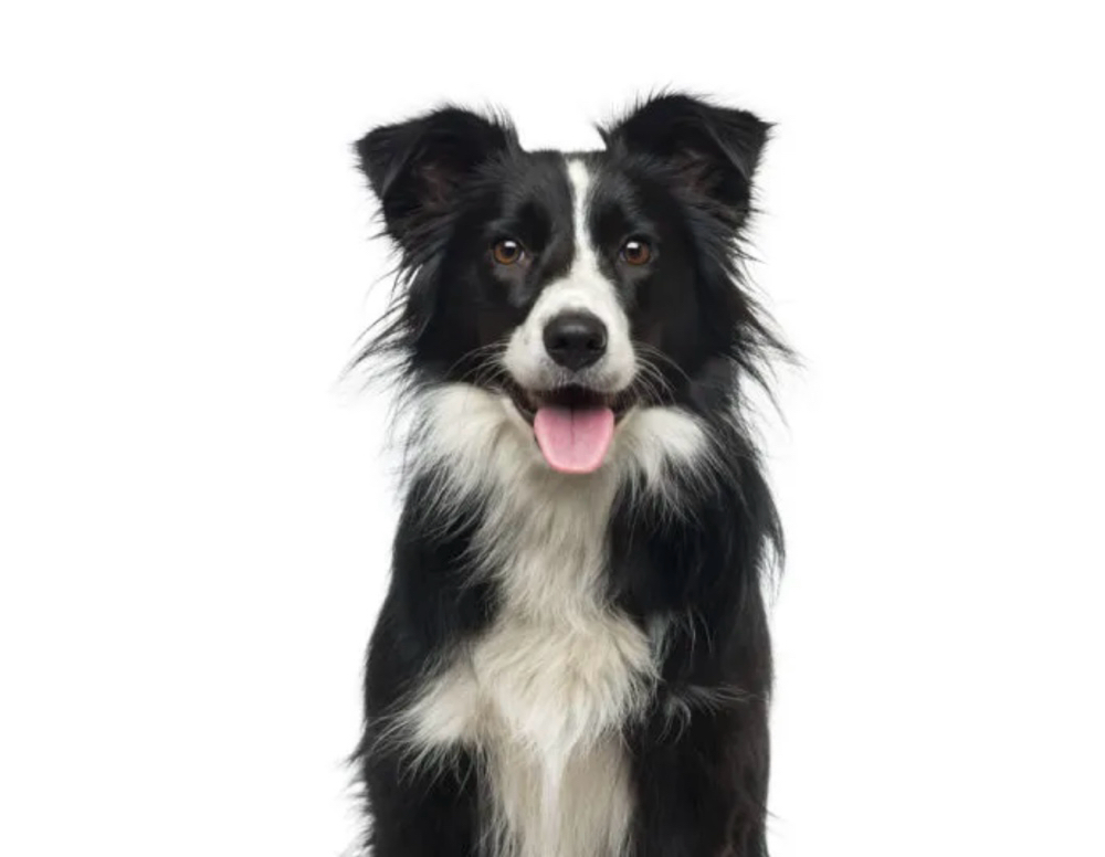 Border collie