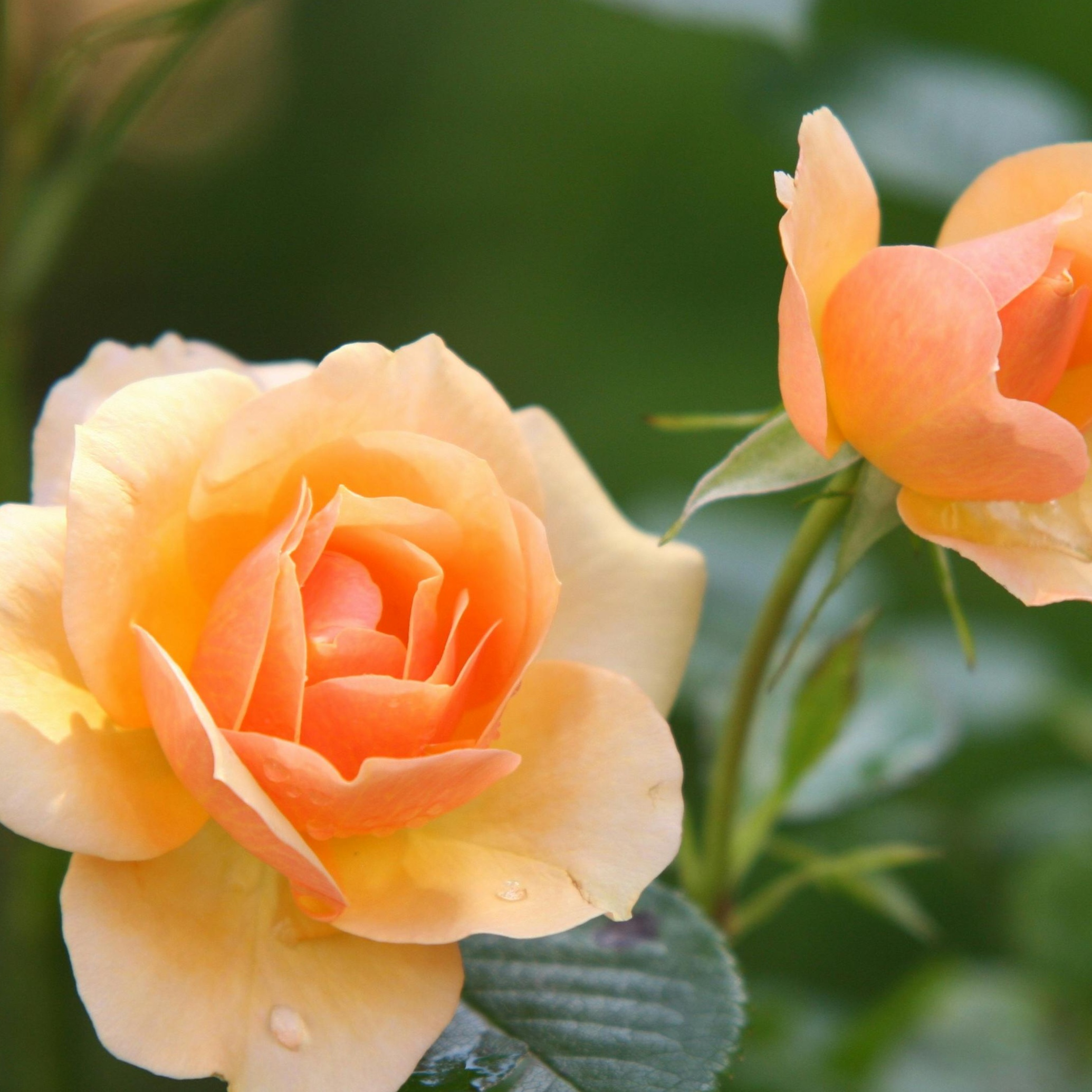 Custom Facial at Calista Page Esthetics in Eddyville, KY