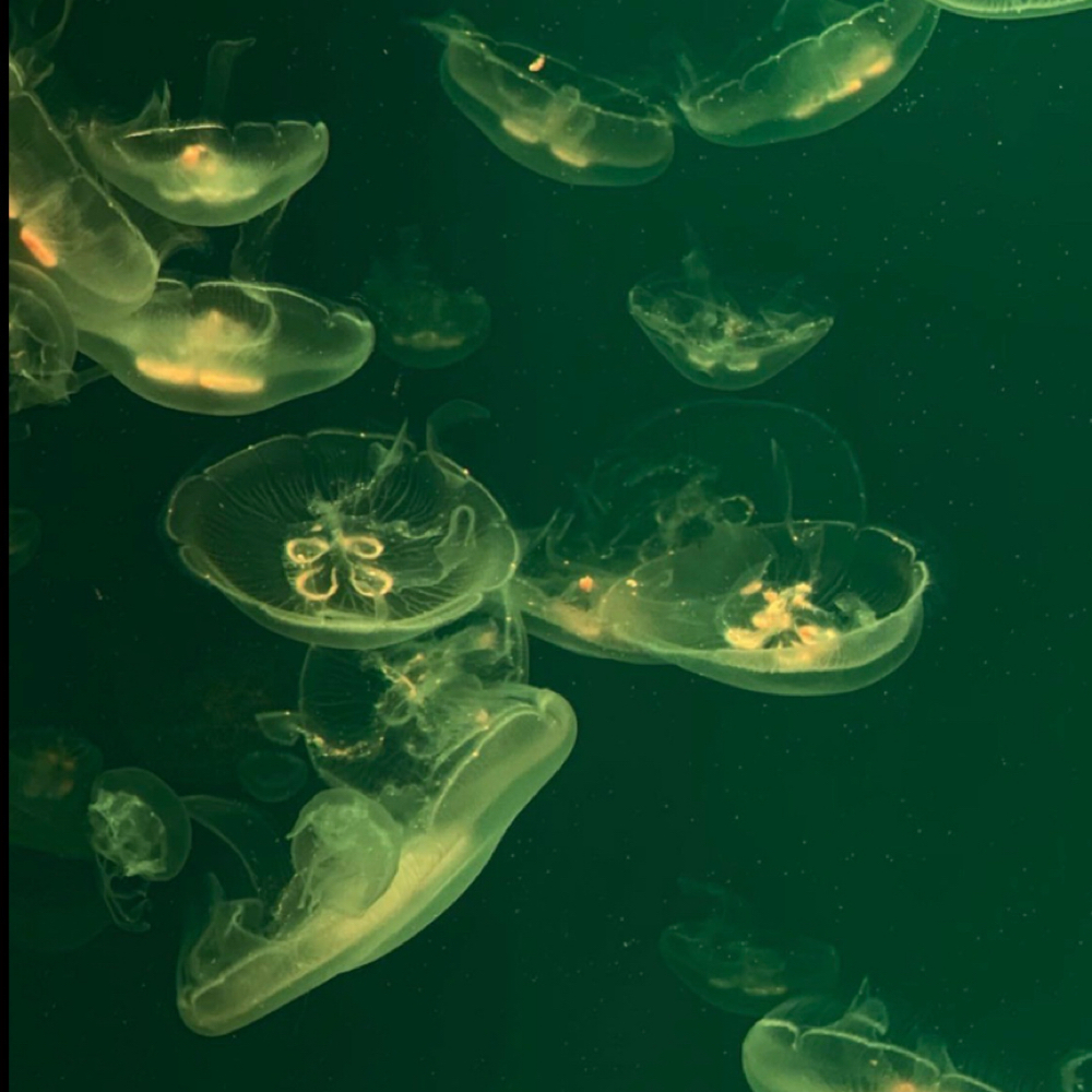 Brow Wax at Alexxa Esthetic in Berkley, MI