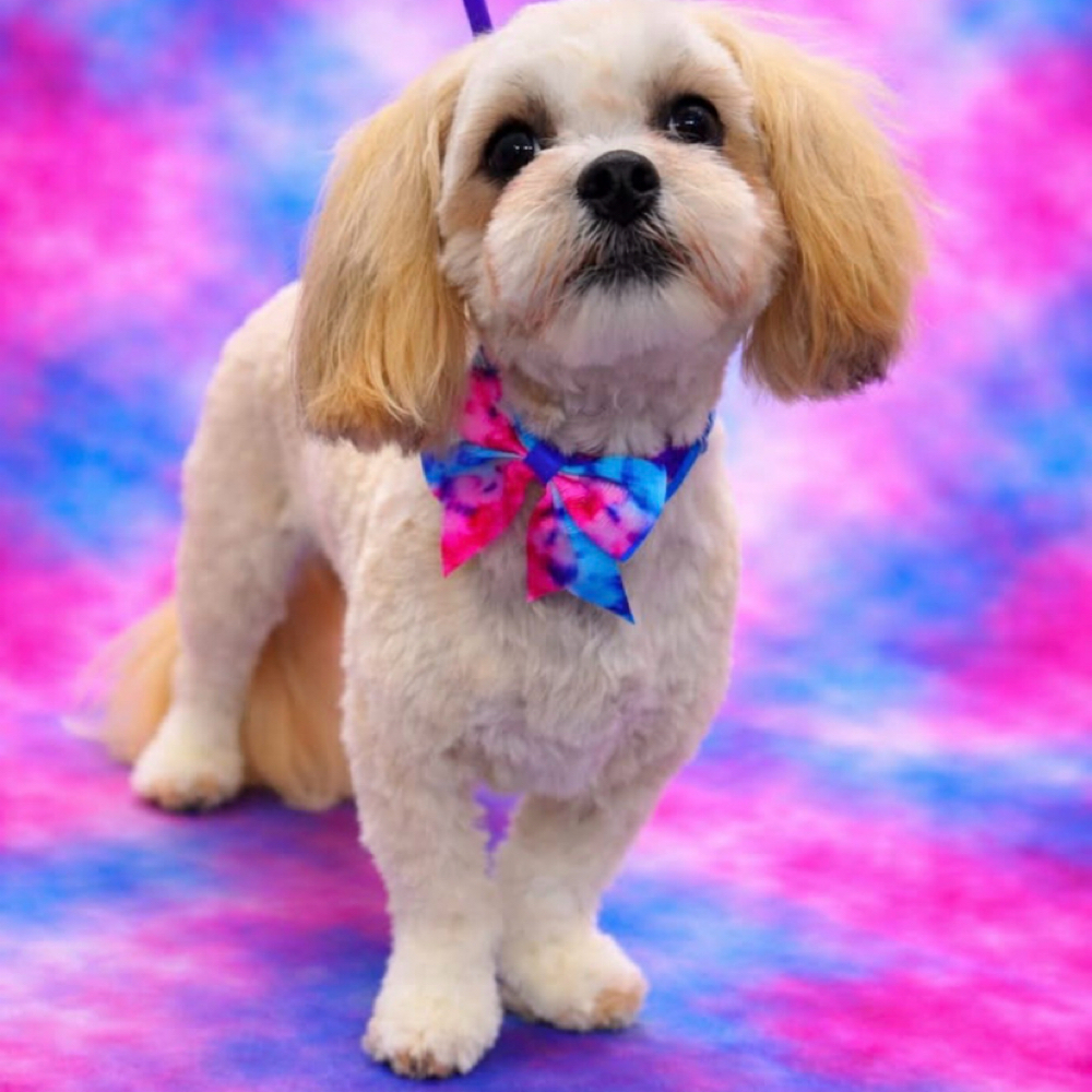 Small Dog Haircut at Brook’s Paw Garden in Brush, CO