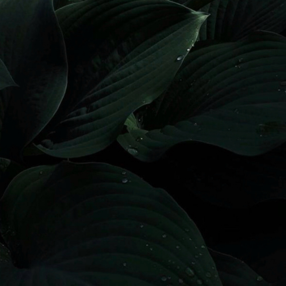 Brow Lamination at Velvet Skin Esthetics in Pocatello, ID