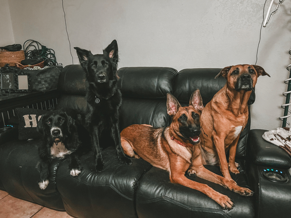 3+ Dog 1 Household Pet Training