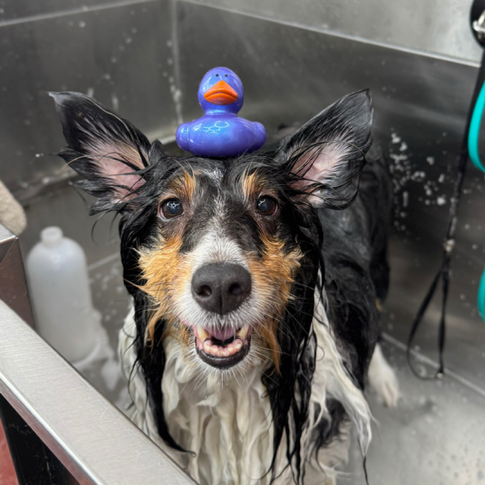 Tooth Brushing Add-On at Pawz On Point Mobile Dog Grooming in Washington, NJ