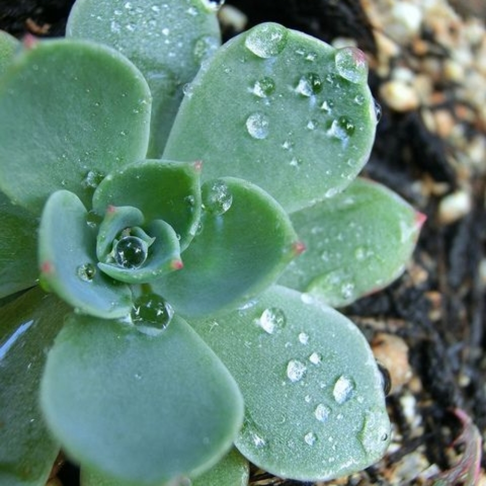 Desert Dew Barrier Repair at The Prickly Pear Skincare Studio in Lakeport, CA