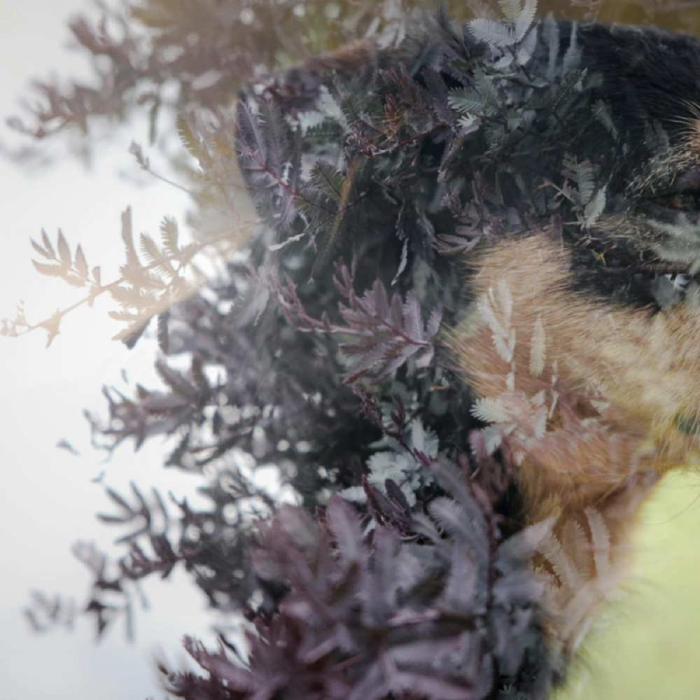 🌿CROWN RESET + HAIRCUT🌿✂️