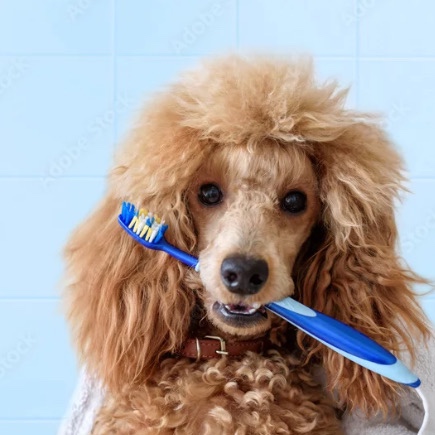 Teeth Brushing only at Royals Dog Palace in Milwaukee, WI