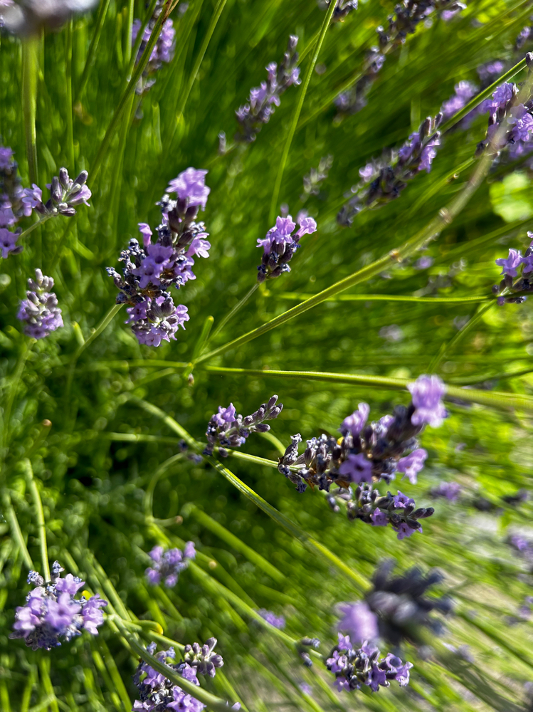 Lavendar Refresh Facial