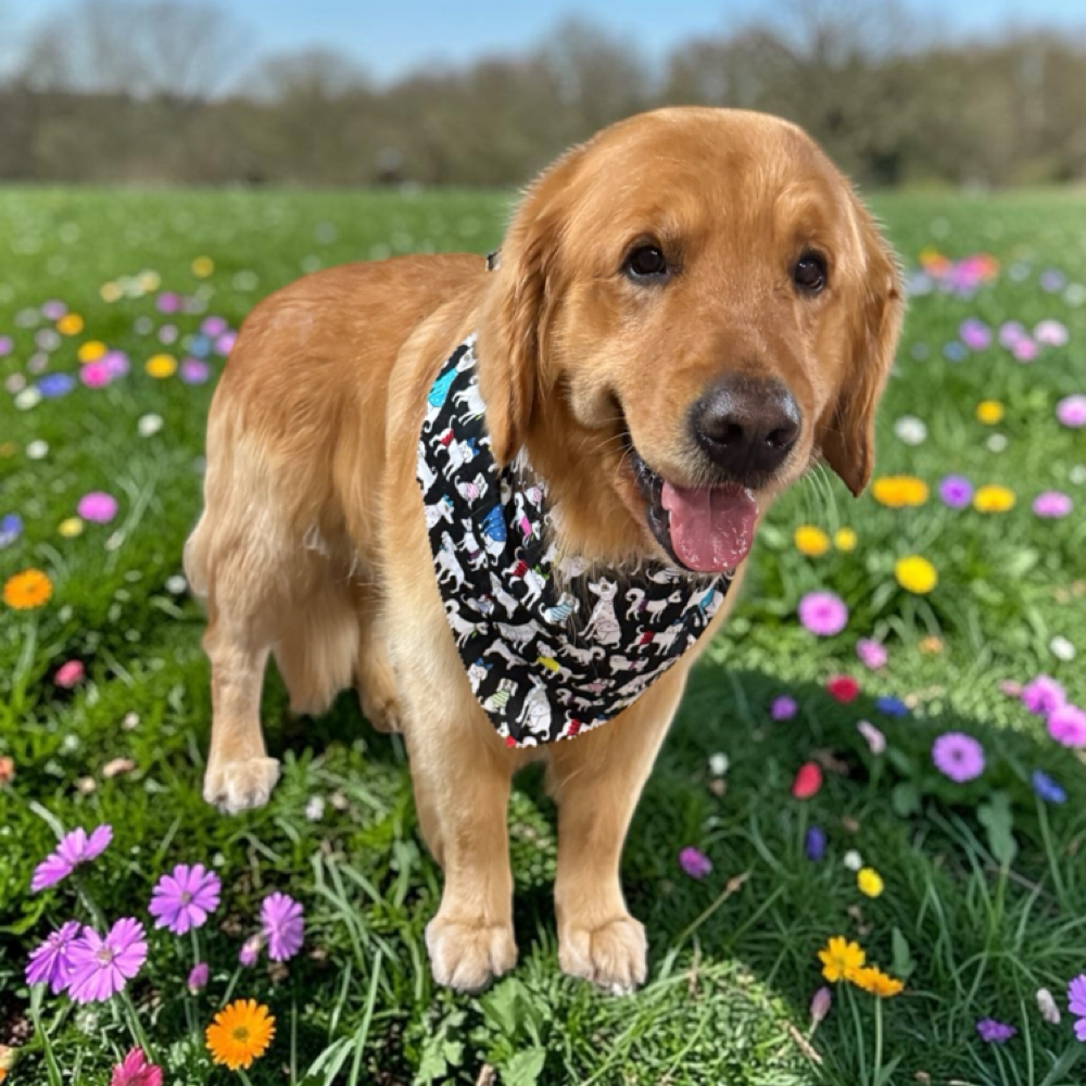Extra Large Grooming Package at The Paw Spa in Wallins Creek, KY