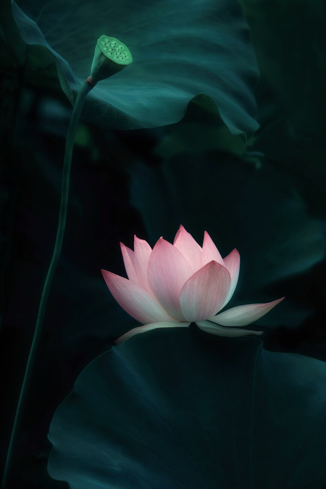 Lotus Treatment