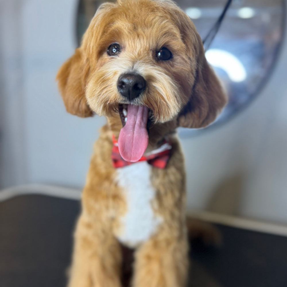 Full Groom (Small Dog) at Bark All Day Daycare & Grooming in Oklahoma City, OK