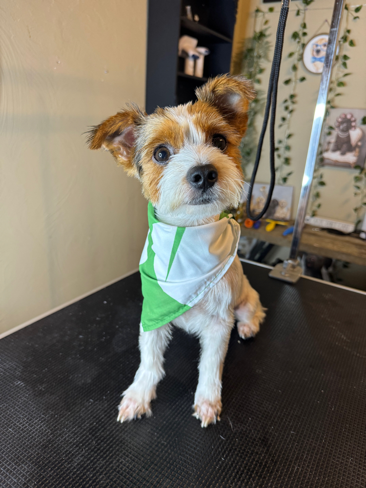 Full Groom (Small Dog)