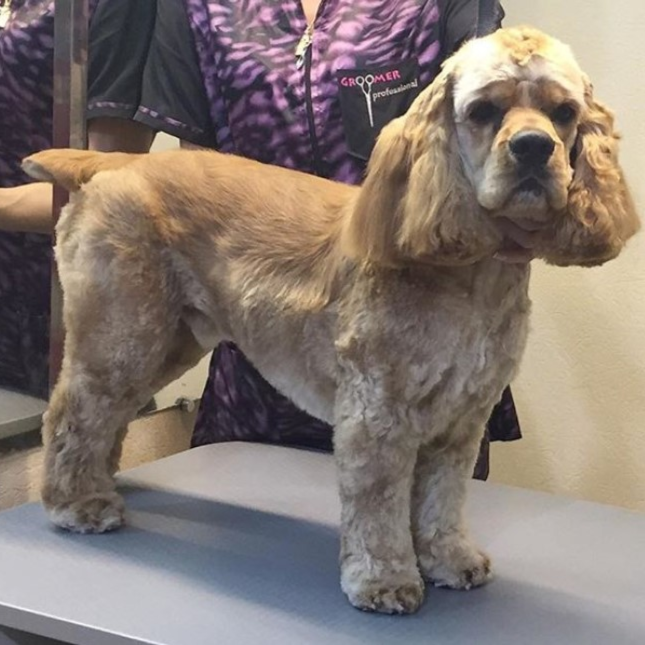 XL Dog Haircut (89lbs+) at Pitzers Paws Grooming in live oak, FL