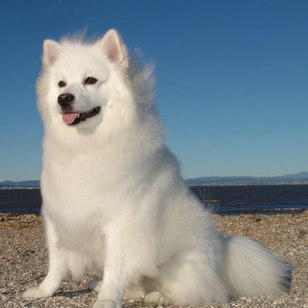 American Eskimo at Saltypaw Dog Grooming in Kalama, WA